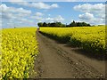 Track through a field of oilseed rape