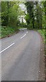 Road through the trees