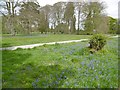 Rushmore Park, bluebells