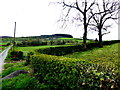 Trees and hedges, Magheralough