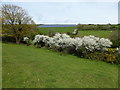 Blackthorn and a solar farm near Cucurrian