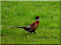 H3181 : Cock pheasant, Ratyn by Kenneth  Allen