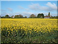 Oilseed rape crop near Great Holland