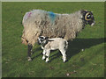 SD6987 : Sheep and lamb at Millbeck by Karl and Ali