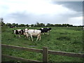 Cattle grazing off Wrabness Road