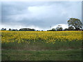 Oilseed rape crop off the B1352