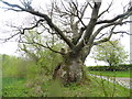 Old oak tree beside the lane at Hardwick