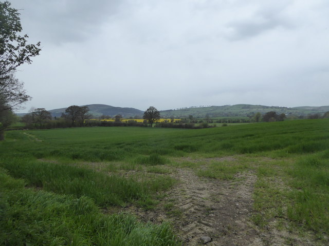 Wheatfield near Hardwick in April