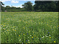 SP2964 : Sown wildflowers, St Nicholas Park, Warwick by Robin Stott