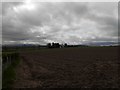NN9618 : Field at Kirkhill by Douglas Nelson