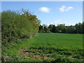 Crop field and hedgerow