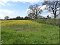 Field of rape at Bond