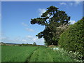 Footpath, Little Welnetham 