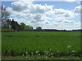 Crop field, Bradfield St. George