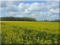 Oilseed rape crop, Cargate