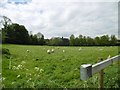Bloxworth, sheep grazing