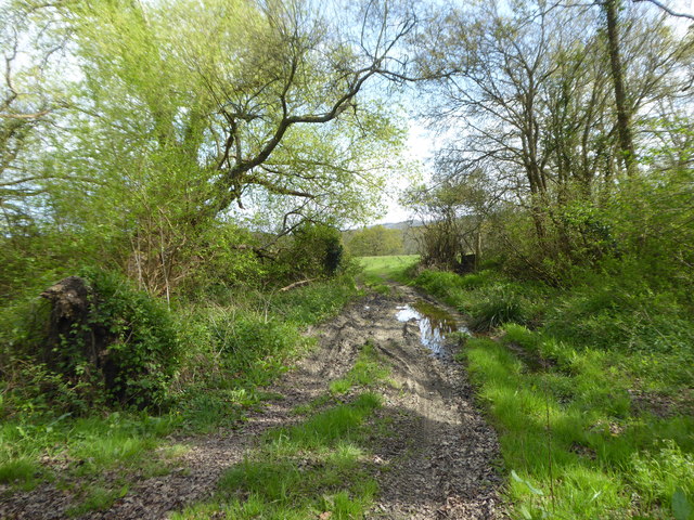 A muddy field entrance off Mill Lane Heyshott Green