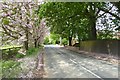 Blossom over Copley Lane