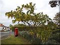 Laburnum tree on Marlborough Road, Southwold