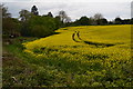 Oilseed rape field beside the A37