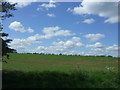 Crop field off Highlands Road