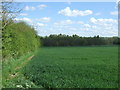 Crop field and hedgerow