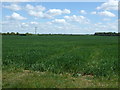 TL9945 : Crop field, Drakestone Green by JThomas