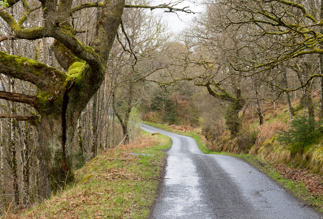 Road through deciduous woodland