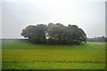 Woodland south of the A303