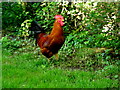 H3081 : Cock, Magheralough by Kenneth  Allen