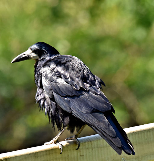 Rook, Kiltonga, Newtownards (May 2017) © Albert Bridge cc-by-sa/2.0 ...