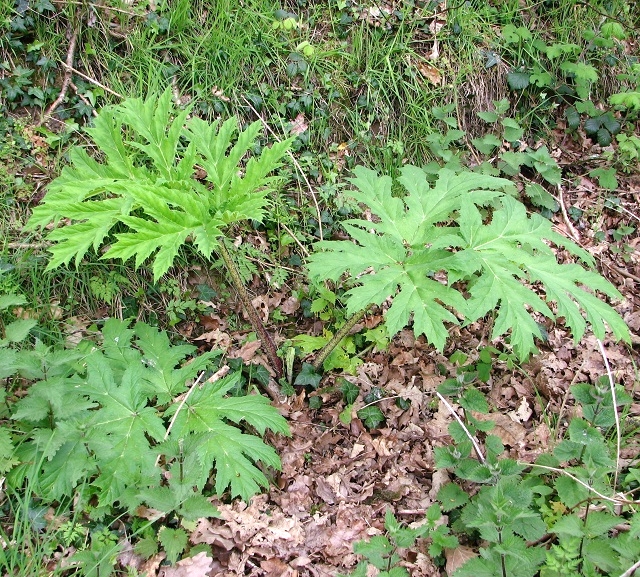 A young Giant Hogweed plant (Heracleum mantegazzianum)