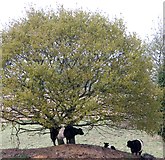 TG3204 : Belted Galloway Cattle by Evelyn Simak