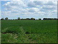 Crop field near Round House Farm