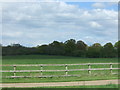 Grazing, Withermarsh Green