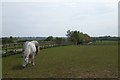 Horses at Clifford Moor Farm