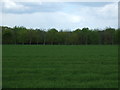 Crop field near Docura