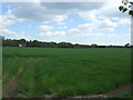 Crop field near Ewens Farm