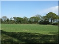 Crop field off Church Road