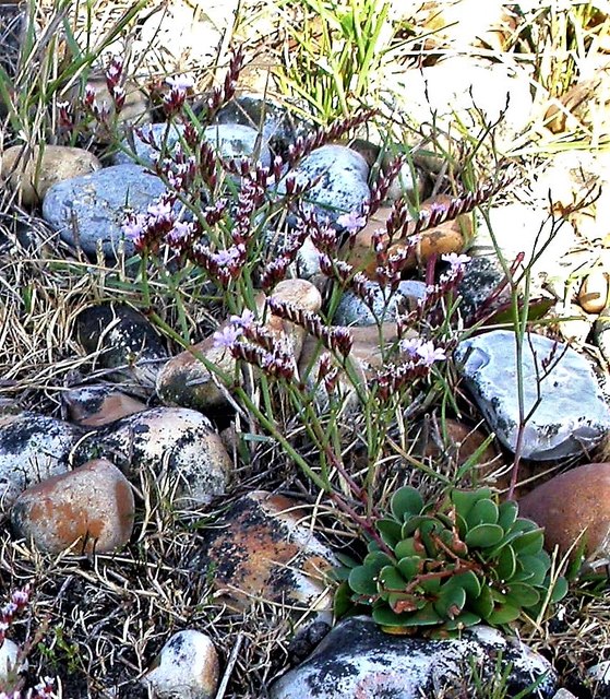 Rottingdean sea-lavender on Rye Harbour Nature Reserve