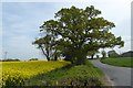 Rape field beside Springs Lane