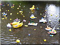 Duck race on the River Darent