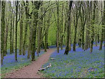 ST1583 : Path through the bluebells, Coed y Wenallt, Cardiff by Robin Drayton