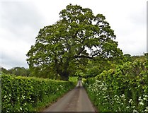 ST4734 : Massive tree on Ivy Thorn Lane by Roger Cornfoot