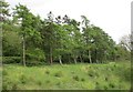 Trees at the top of the cutting