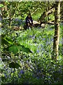 Amongst the bluebells in Ecclesall Woods