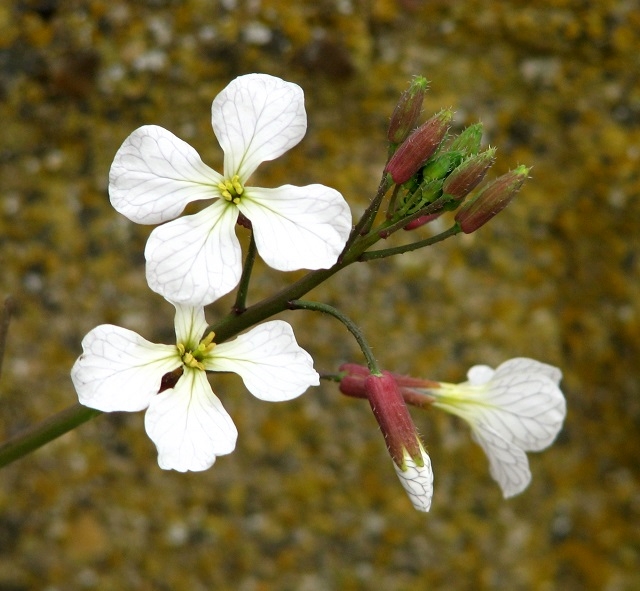 Wild radish (Raphanus raphanistrum) - flower