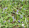 Germander Speedwell (Veronica chamaedrys)