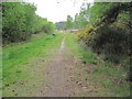 Path along edge of Ashley Heath Forest