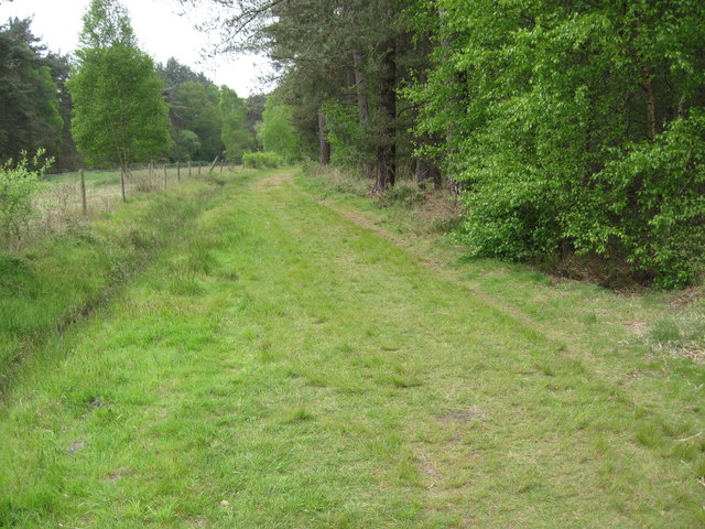 Path in Ashley Heath Forest